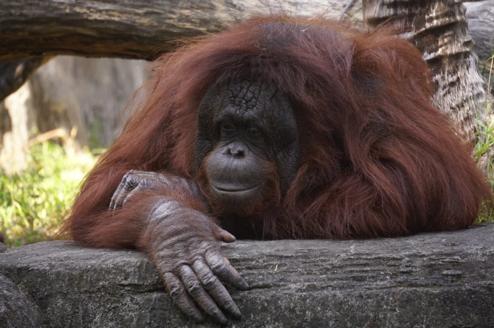 25 års presenter exempelbild gorilla
